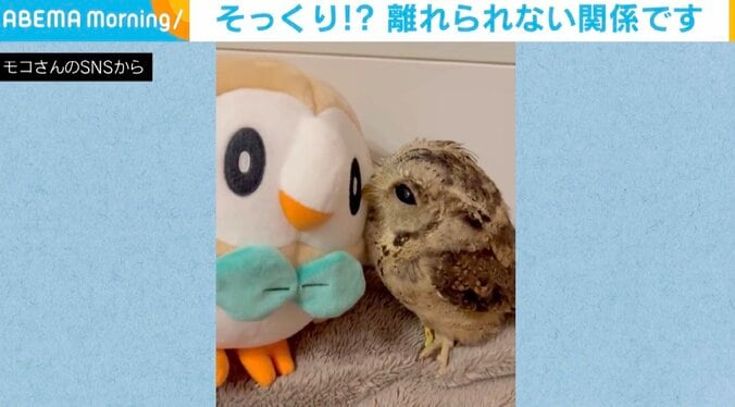 大好きなぬいぐるみにピッタリ フクロウのうっとりした表情が話題に 1枚目