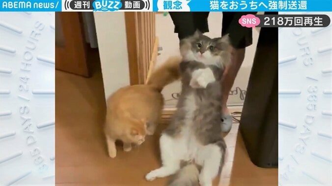 飼い主が猫を「強制送還しました（笑）」 1点を見つめる猫の“観念”した様子が妙にじわる 1枚目