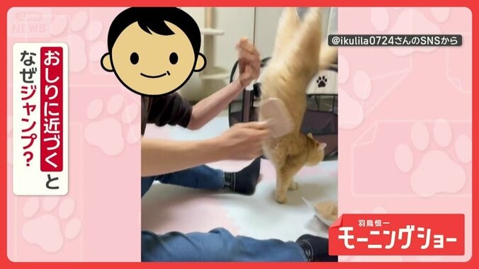 ロデオ猫「お尻はやめてニャン！」おしりをブラッシングすると…大ジャンプ！　なぜ？ 1枚目