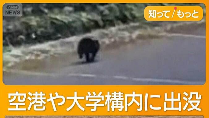 空港にクマ居座り遅延、猟友会の80代けが　政府は元自衛官、警察OBをハンター育成へ 1枚目