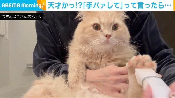 ラガマフィンのつきみくん