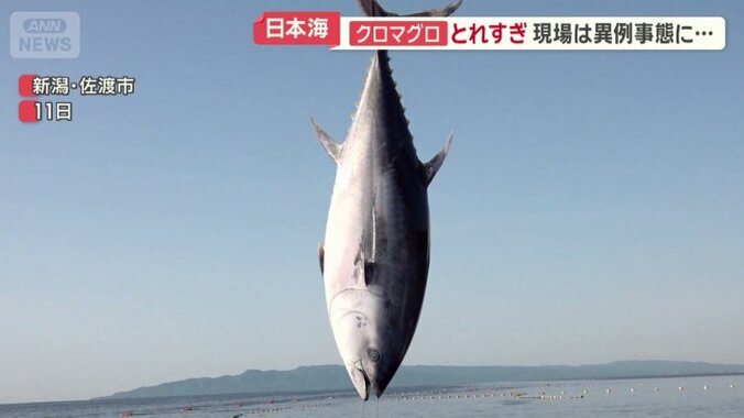 クロマグロ