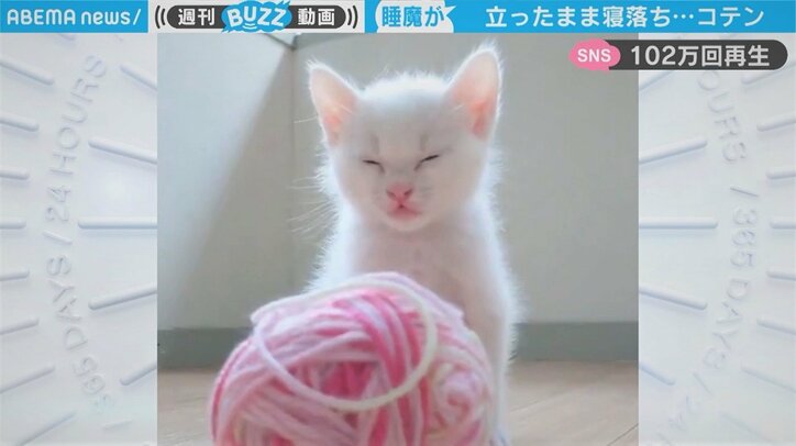子猫が豪快な“寝落ち”。直後に見せた「ニャンだ？」顔に100万超え再生の反響