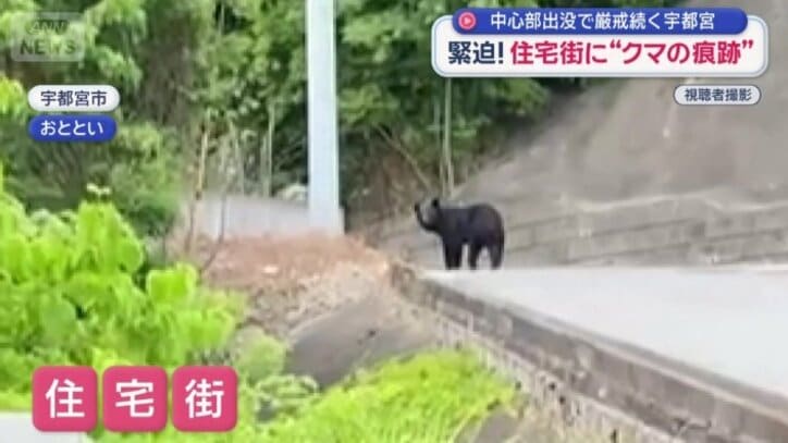 宇都宮市の住宅街にクマ