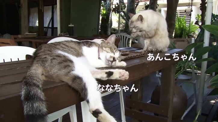 天使さんかな? 沖縄の島々で美猫に遭遇ニャン!「美ら猫」シリーズ連続放送