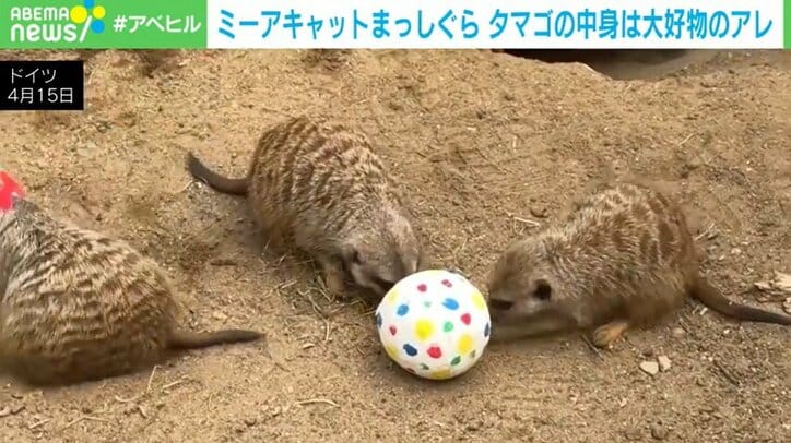 ミーアキャット