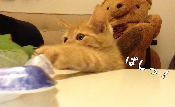 猫「お刺身食べたいニャ〜」 茶トラ子猫・ひろしの可愛い成長日記が放送決定