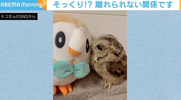 大好きなぬいぐるみにピッタリ フクロウのうっとりした表情が話題に