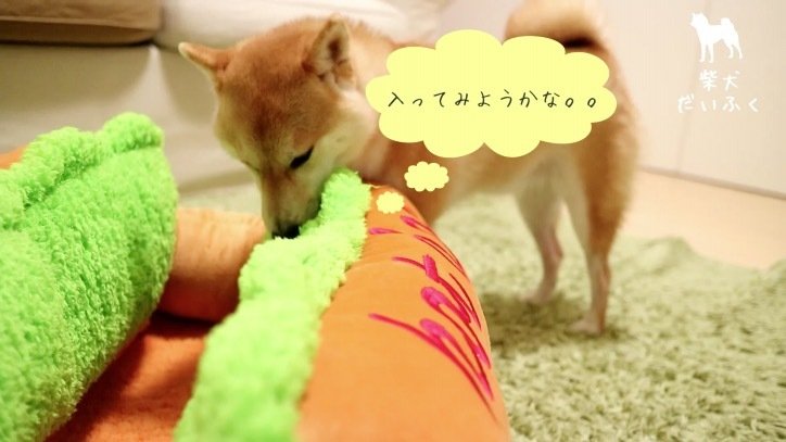 インスタで毎日1万“いいね”! イケメン柴犬「だいふく」の日々を放送 初の写真集も発売決定