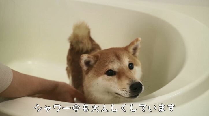 「お尻出てるよ!」ふわもこ柴犬だいふく、家を買う? お散歩やおもちゃに大興奮