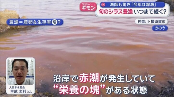 赤潮はシラスにとっては“栄養の塊”