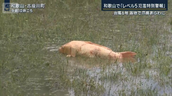 打ち上げられた魚