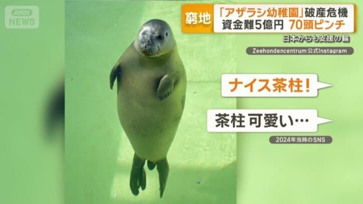 立ち泳ぎするアザラシ