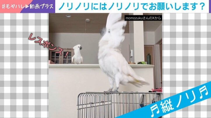 タイハクオウムのれいくん（4）としらちゃん（1）