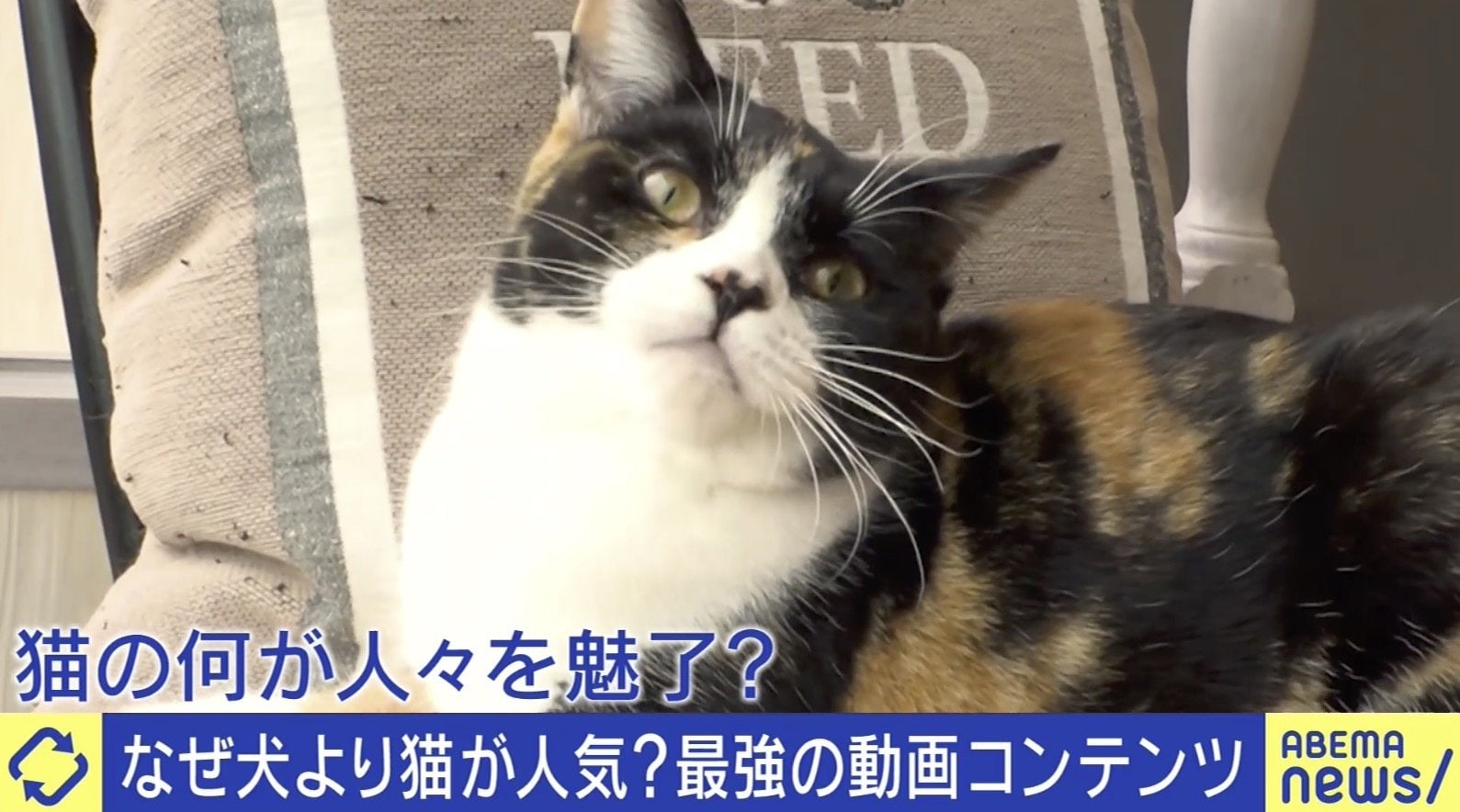 Sns最強コンテンツ 猫 安易な気持ちで飼わないで ご飯やトイレ 病院代 人気の裏に 飼育放棄 の現実も 国内 Abema Times