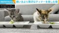 飼い主より“贅沢”なディナーを楽しむ猫 「これだけ喜んでくれたら作り甲斐がある」