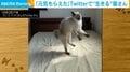 「や〜ったろか!!!!」猫が“ぴょんぴょん”跳ねて威嚇 SNSで生き続ける姿に「元気をもらえた」反響続々