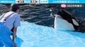 シャチって、そんなこともできるの!?飼育員が投げた氷をキャッチし、“氷シュート”する曲芸に「器用すぎる…!」「かわいい!水族館行きたくなった」と反響