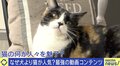 SNS最強コンテンツ“猫”「安易な気持ちで飼わないで」ご飯やトイレ、病院代…人気の裏に“飼育放棄”の現実も