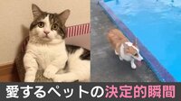 【映像】犬用プールでまさかの落水