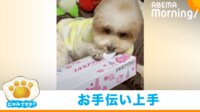 【映像】ティッシュ箱を開ける犬の“早業”