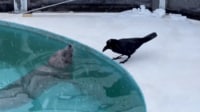 【映像】カラスにエサをあげるアザラシ