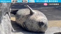 【映像】昼寝中のアザラシが予想外の行動