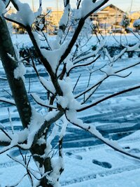原田龍二の嫁『七草粥』