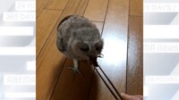 【映像】ご褒美目掛け…フクロウの可愛い“ヨチヨチ歩き”