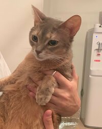 桃『ピロリ菌の結果、そして結婚指輪の行方…』