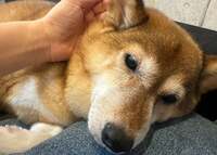 尾形あい『パパにも心配されちゃって。』