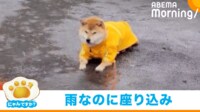 【映像】雨の中、道の真ん中で“帰宅拒否”する豆柴