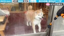 切り替え早っ！（笑）高圧洗浄機に大興奮するも“わずか17秒”で飽きてしまう柴犬に「あっさりしてますねーw」「かわいすぎ！」と話題沸騰