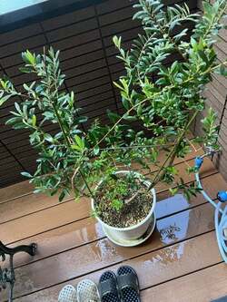  堀ちえみ、絶望の沼底まで堕ちた舌がんの手術後「訳の分からない、口の中の痛みに悩まされていた」 