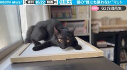 飼い猫に猫用の“珪藻土マット”を与えたら…信じられない食いつき！やんのかステップも炸裂「めちゃくちゃ気に入ってるww」