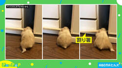 「ハムケツ素晴らしい…」割り箸をくわえたハムスターが必死すぎる！ 約100万回再生の反響