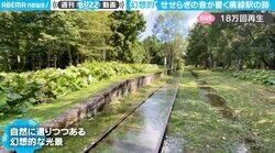 33年前に廃駅となった線路でジブリの世界を彷彿させる"幻想的な風景" 「なぜか懐かしさを感じる風景」「人の夢の跡」と反響