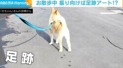 肉球がくっきり！ 散歩中に捉えた犬の“足跡”がまるでアート作品と話題に 「規則的になってますね」