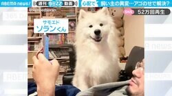 サモエドが飼い主の“異変”に困りとった行動に「可愛すぎる」「なんだこの天使は」の声