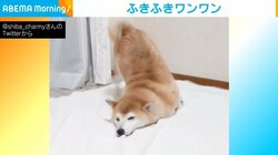 柴犬が風呂上がりに“セルフ拭き拭き” テンション高めの珍行動に「幸せそう」「今年一番癒やされた」悶絶の声