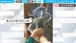 「そこじゃなくこっち！」明らかにマッサージしてほしいところを指示するコアラが完全に人間すぎて反響「めっちゃ指示出してる 可愛い」