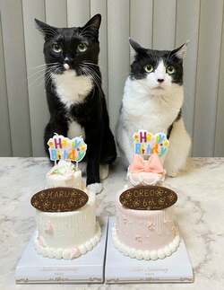 藤あや子、愛猫たちの6歳の誕生日を祝福 「癒しをありがとう」「これからも幸せなネコ人生に」と反響