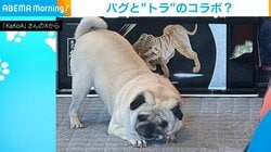 “トラ”とコラボ!? 歯磨きガムを食べる犬のポーズに「凛々しい！素敵!!」「勇ましくも可愛らしい」と反響