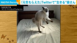 「や〜ったろか!!!!」猫が“ぴょんぴょん”跳ねて威嚇 SNSで生き続ける姿に「元気をもらえた」反響続々