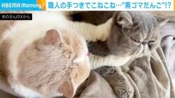 職人？後輩猫の顔を一心不乱に“こねる”先輩猫に「後ろ脚も使ってるw」「上手にこねられました」と反響