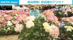 独自開発！ 新品種のアジサイ