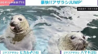 アザラシ2頭の“まさかの光景”が5万超表示 飼育スタッフの合図で