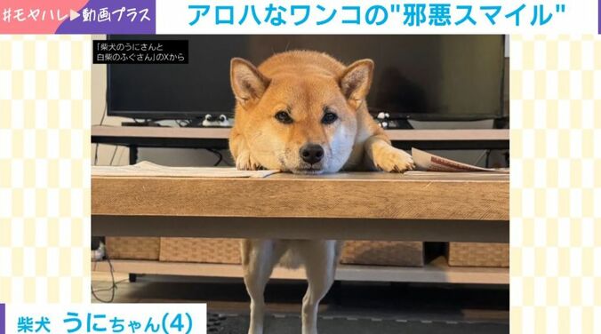 柴犬・うにちゃん