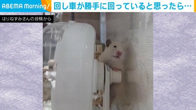 ハムスターの、のんちゃん