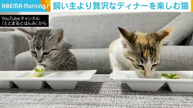 飼い主より“贅沢”なディナーを楽しむ猫 「これだけ喜んでくれたら作り甲斐がある」 1枚目